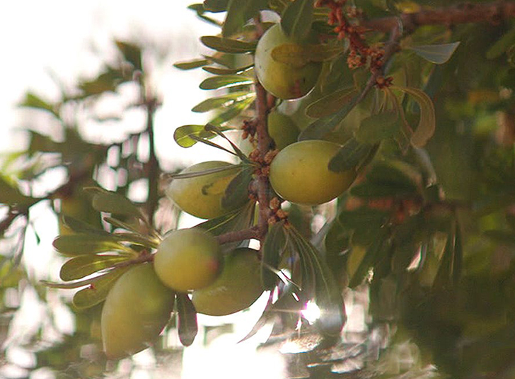 Moroccanoil Durabilité